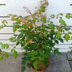 Jaseňovec metlinatý (Koelreuteria paniculata) – výška 50-70 cm, kont. C5L
